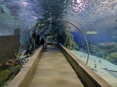 Emaar Square Aquarium World - Akvaryum
