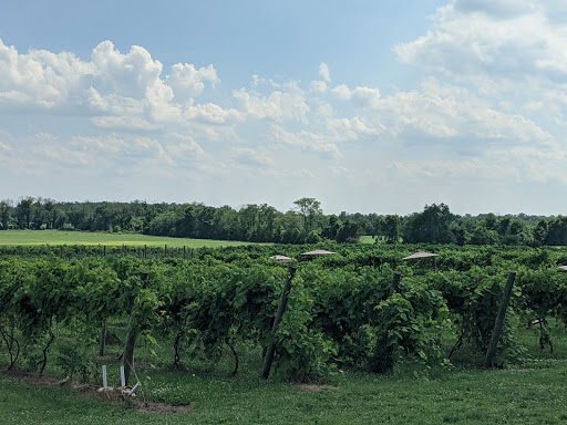 Vineyard «Iron Plow Vineyards», reviews and photos, 26750 Mt Pleasant Rd, Columbus, NJ 08022, USA
