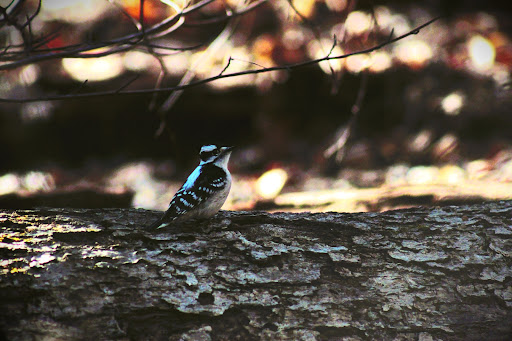 State Park «Alapocas Run State Park», reviews and photos, 1914 W Park Dr, Wilmington, DE 19803, USA