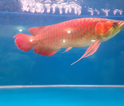 Modern Aquarium photo