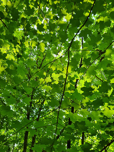 Nature Preserve «Thorn Creek Woods Nature Preserve», reviews and photos, 247 Monee Rd, Park Forest, IL 60466, USA