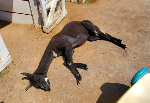 Zoo «Lake Superior Zoo», reviews and photos, 7210 Fremont St, Duluth, MN 55807, USA