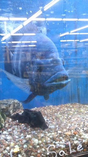 Pet Supply Store «Pet Club Santa Rosa», reviews and photos, 1935 Santa Rosa Ave, Santa Rosa, CA 95407, USA