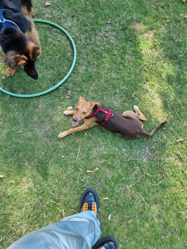 Rezensionen über Hundeschule GREH in Vernier - Hundeschule