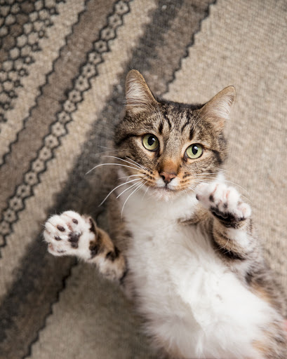 Pet Supply Store «PetSmart», reviews and photos, 1042 Fairplain Dr, Benton Harbor, MI 49022, USA