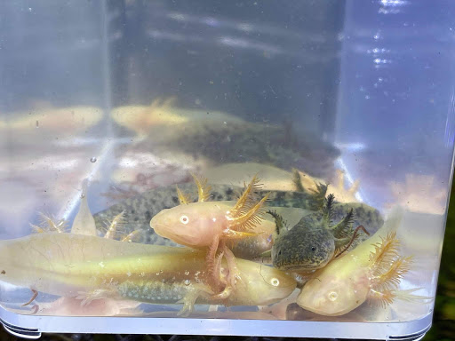 Pet Store «Fish-N-Pets Unlimited», reviews and photos, 11710 Bissonnet St, Houston, TX 77099, USA