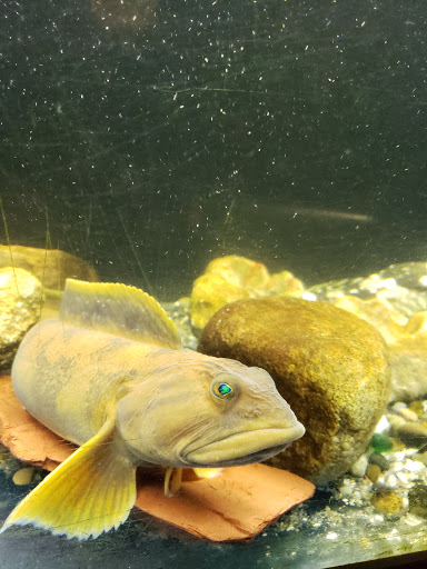 Aquarium «Biomes Marine Biology Center», reviews and photos, 6640 Post Rd, North Kingstown, RI 02852, USA