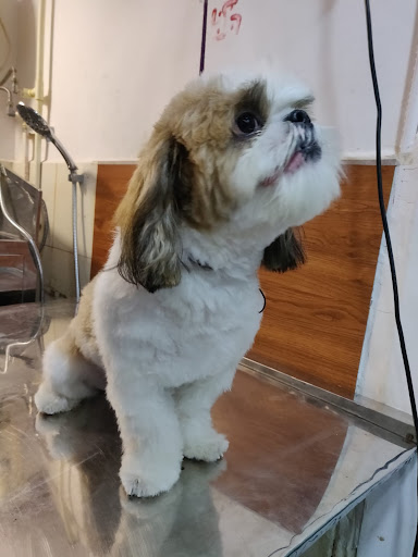 Shwaan Pet Shop Grooming And Clinic