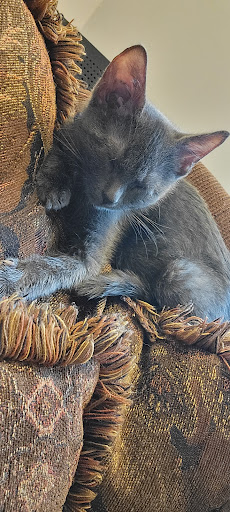 Pet Store «Critter Mart & More», reviews and photos, 3 10th St NW, Watertown, SD 57201, USA