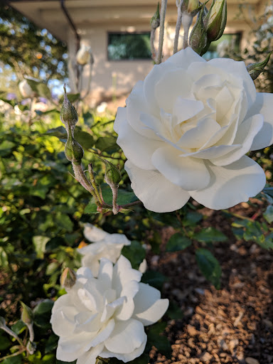 Park «Liberty Park and Fitness Center», reviews and photos, 19211 Studebaker Rd, Cerritos, CA 90703, USA