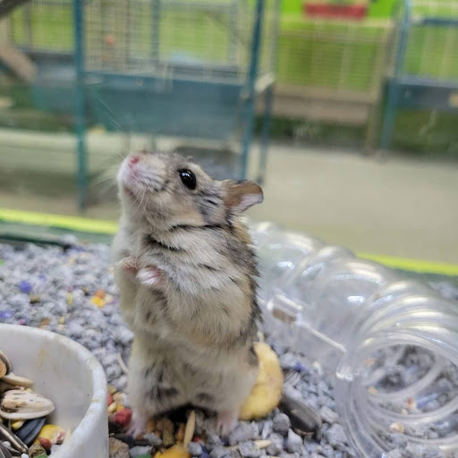 Pet Store «Coral Reef Pet Center», reviews and photos, 7723 W Lawrence Ave, Norridge, IL 60706, USA