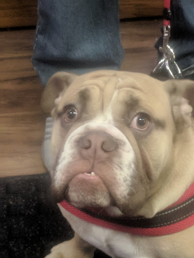 Pet Supply Store «Scally Waggs Doggy Bakery & Pet Supplies», reviews and photos, 44 W Front St, Monroe, MI 48161, USA