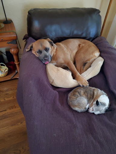 Pet Store «Pet Cottage», reviews and photos, 218 Greenfield Ave, San Anselmo, CA 94960, USA