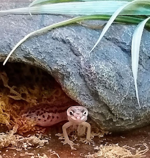 Pet Supply Store «PetSmart», reviews and photos, 842 Dawsonville Hwy, Gainesville, GA 30501, USA