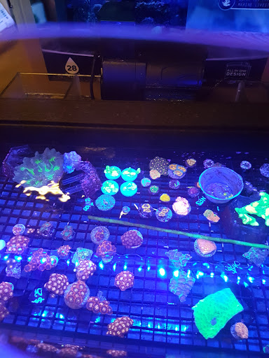 Tropical Fish Store «Elite Reef», reviews and photos, 8410 Wadsworth Blvd F, Arvada, CO 80003, USA