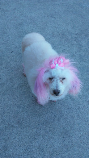 Pet Supply Store «PetSmart», reviews and photos, 5999 Madison Ave, Carmichael, CA 95608, USA