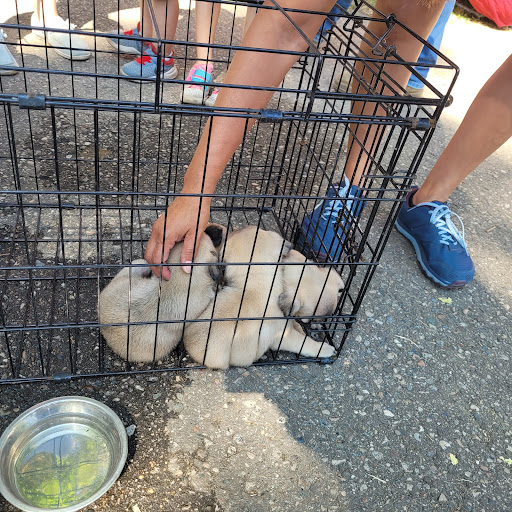 Flea Market «Armada Flea Market», reviews and photos, 25381 Armada Ridge Rd, Richmond, MI 48062, USA