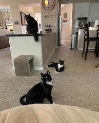 Purrfect Pet Sitter - Photo 1 - Car repair in , Henderson