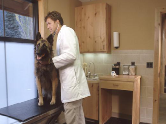 All Dogs & Cats Veterinary Hospital