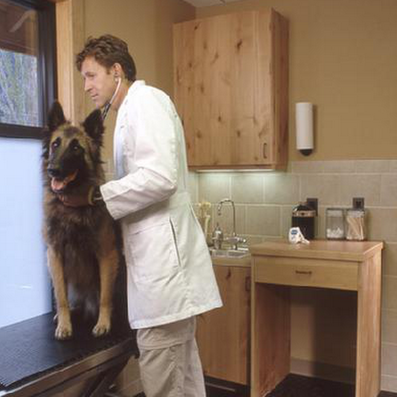 All Dogs & Cats Veterinary Hospital