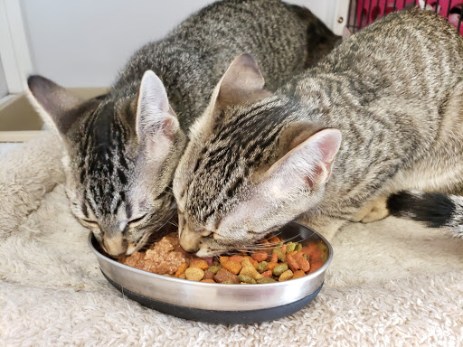 Pet Supply Store «Pet Supplies Plus», reviews and photos, 1258 Northlake Blvd, Lake Park, FL 33403, USA