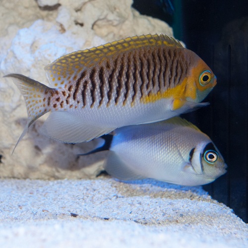 Tropical Fish Store «Saltwater Paradise», reviews and photos, 1313 W Airport Fwy, Irving, TX 75062, USA