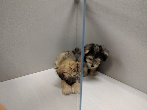 Pet Store «Pets Plus», reviews and photos, 5054 Old Taylor Mill Rd, Taylor Mill, KY 41015, USA