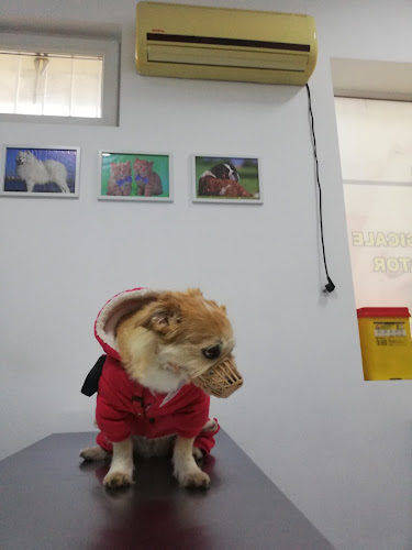 Ham-Tastic Vet - Veterinar Eroii Revolutiei | Pensiune Canina Sector 4, Bucuresti
