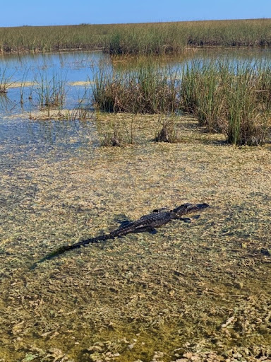 Tourist Attraction «Blackwater Airboat Tours», reviews and photos, US-27, Pompano Beach, FL 33321, USA