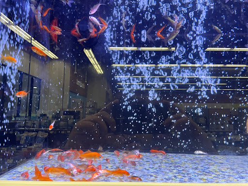 Pet Supply Store «Petco Animal Supplies», reviews and photos, 1605 Beltline Rd SW, Decatur, AL 35601, USA