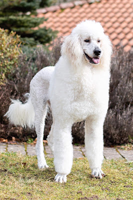 Dog's'style Toilettage à Xertigny