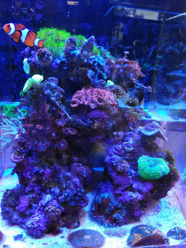 Aquarium Shop «Exotic Aquariums», reviews and photos, 7399 Bird Rd, Miami, FL 33155, USA