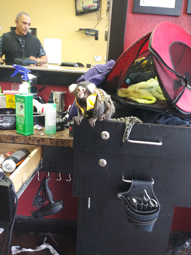 Barber Shop «Fade Masters Barbershop 2», reviews and photos, 11612 N Nebraska Ave, Tampa, FL 33612, USA