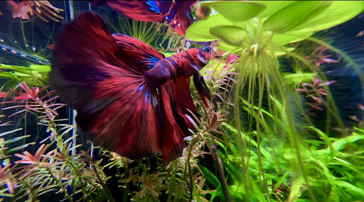 Tropical Fish Store «Aquarium Co-Op», reviews and photos, 9661 Firdale Ave, Edmonds, WA 98020, USA