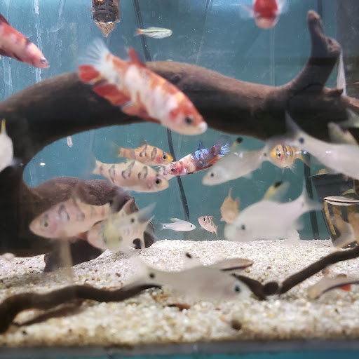 Tropical Fish Store «Aquarium Zen», reviews and photos, 920 NE 64th St, Seattle, WA 98115, USA