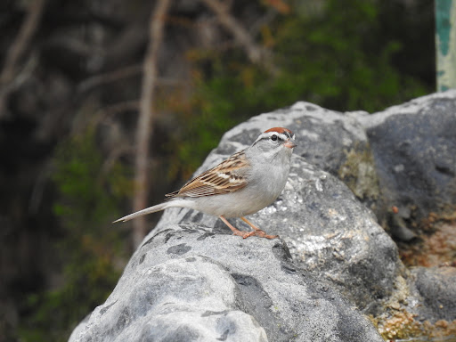 Nature Preserve «Warbler Woods», reviews and photos, 19349 Old Wiederstein Rd, Cibolo, TX 78108, USA