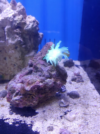 Tropical Fish Store «Richmond Aquarium», reviews and photos, 3645 Speeks Dr, Midlothian, VA 23112, USA