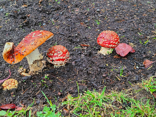 Park «Kirke Park», reviews and photos, 7028 9th Ave NW, Seattle, WA 98117, USA