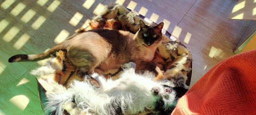 Vila-real Veterinaria en Villarreal
