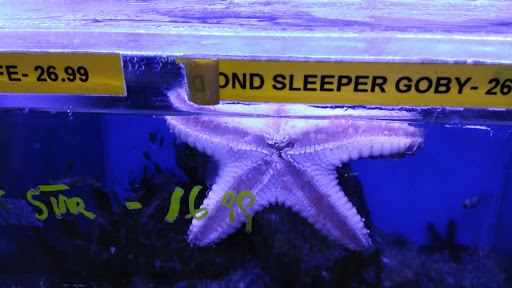 Pet Store «Critter Pet Shop», reviews and photos, 19309 Ecorse Rd, Allen Park, MI 48101, USA