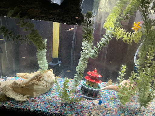 Pet Supply Store «Seascape Aquarium & Pet Center», reviews and photos, 2162 Gulf Gate Dr, Sarasota, FL 34231, USA