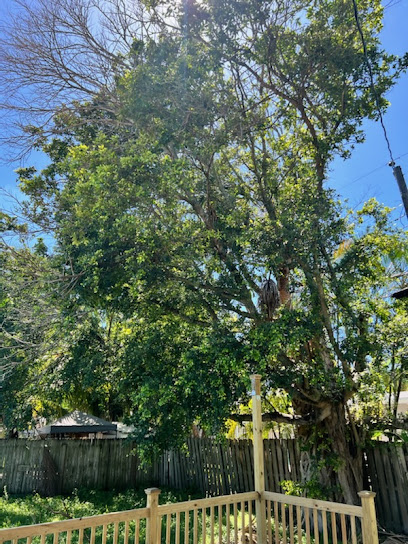 Corbin Tree Removal