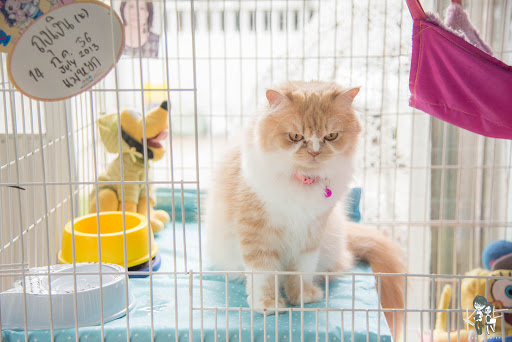 Cat shelters Bangkok