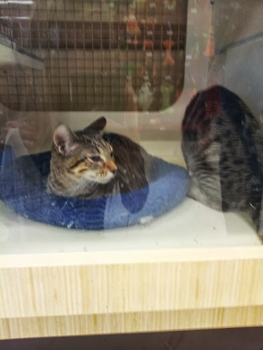 Pet Supply Store «Petco Animal Supplies», reviews and photos, 187 Stonebrook Pl, Jackson, TN 38305, USA