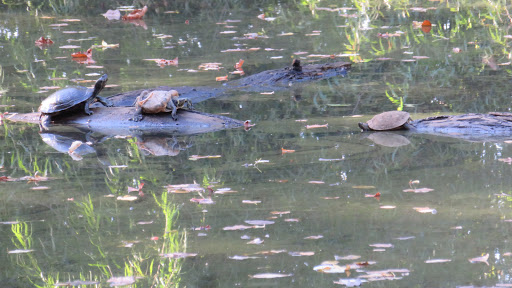 Nature Preserve «Flat Rock Brook Nature Center», reviews and photos, 443 Van Nostrand Ave, Englewood, NJ 07631, USA