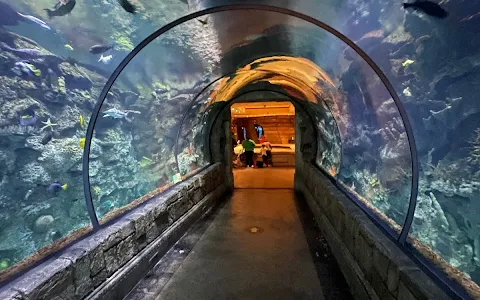 Shark Reef Aquarium at Mandalay Bay image