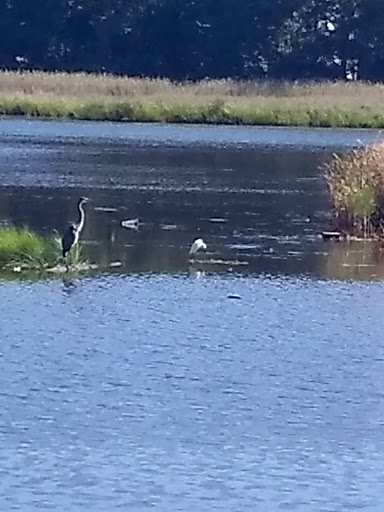 Tourist Attraction «Wetlands overlook park», reviews and photos, 4020 11th St, North Beach, MD 20714, USA