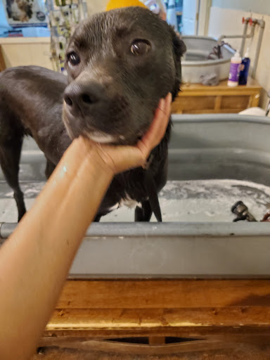 Pet Supply Store «Wags & Whiskers - West Nashville», reviews and photos, 3731 Charlotte Ave, Nashville, TN 37209, USA