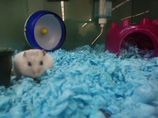 Pet Supply Store «Pet Supplies Plus», reviews and photos, 283 Middle Turnpike W, Manchester, CT 06040, USA