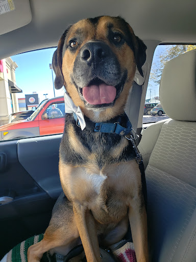 Pet Supply Store «Petco Animal Supplies», reviews and photos, 3270 N Pleasantburg Dr, Greenville, SC 29609, USA